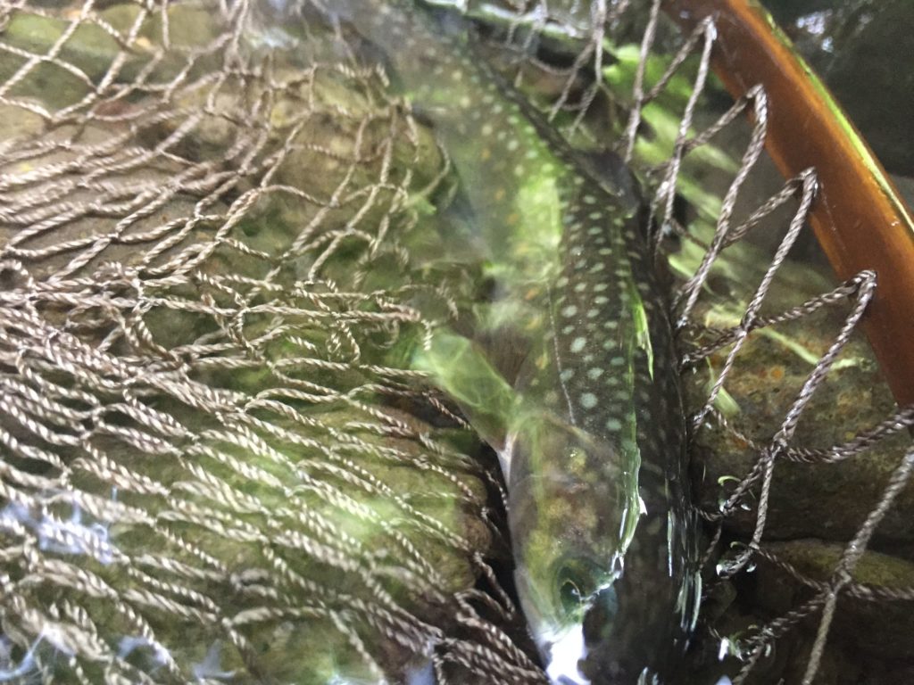 渓流で釣れる魚