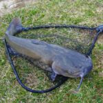 ナマズがランディングネットに入っている様子