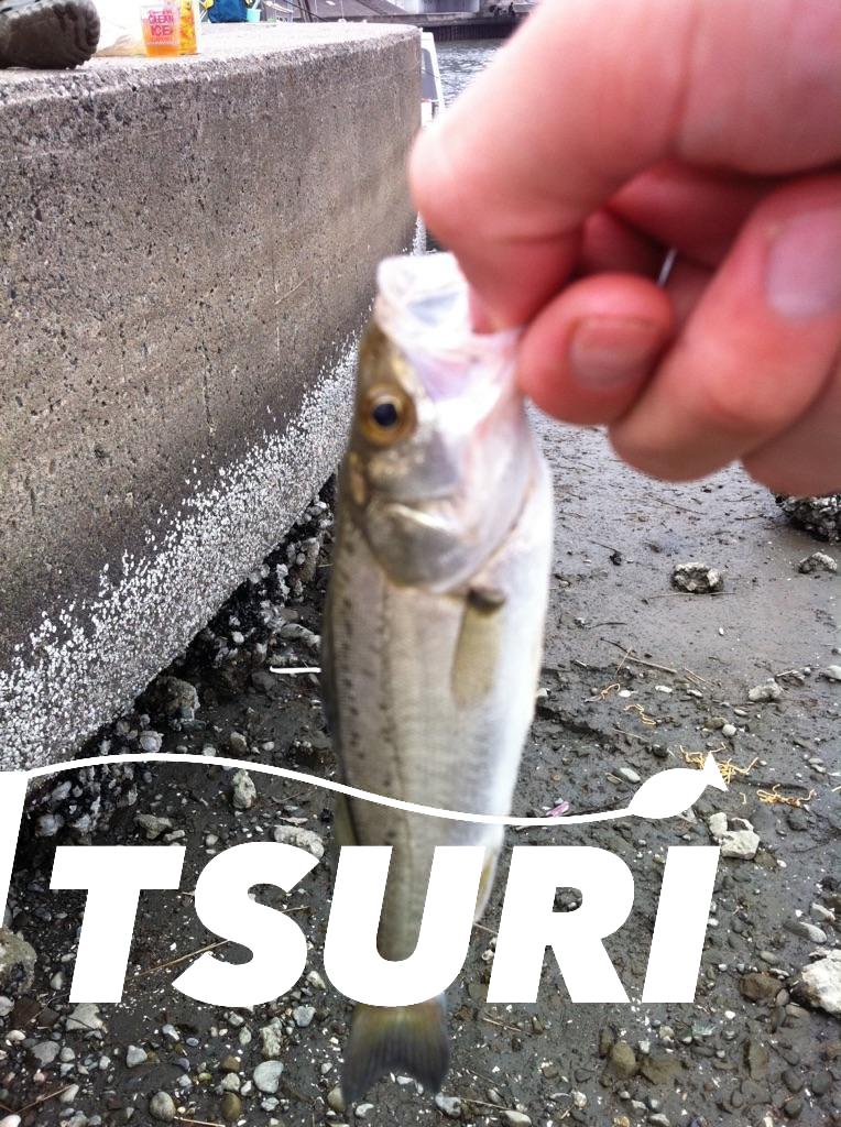 シーバスをワームで釣る方法とコツとは 釣り Go Tsuri ゴー釣り 釣りに行きたくなるwebマガジン