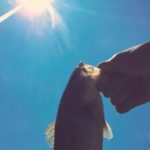 太陽とブラックバス