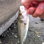 セイゴサイズのシーバス