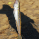 釣り上げられたシロギス