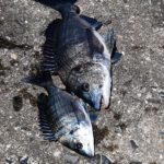 釣り上げられたチヌ