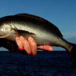 釣り上げられたイサキ