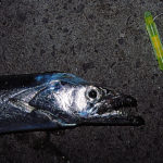 釣り上げられた太刀魚