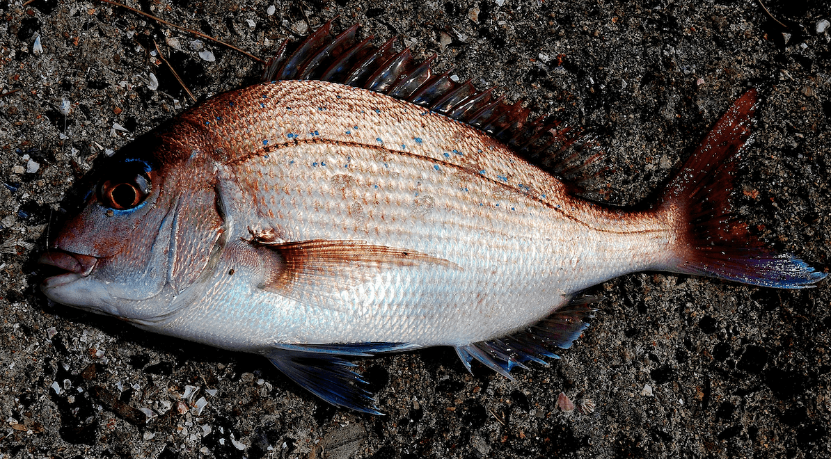 衝撃 パプアニューギニアで釣りをしていたらヒットした魚の下半分が 釣り Go Tsuri ゴー釣り 釣りに行きたくなるwebマガジン