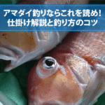 アマダイの釣り方
