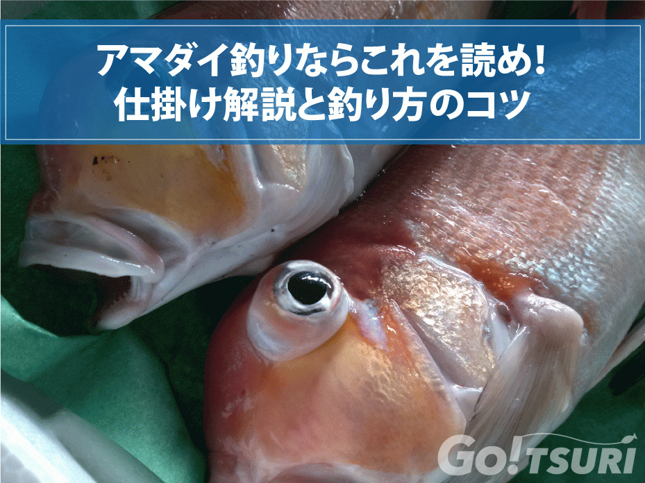 アマダイ釣りならこれを読め 仕掛け解説と釣り方のコツ 釣り Go Tsuri ゴー釣り 釣りに行きたくなるwebマガジン
