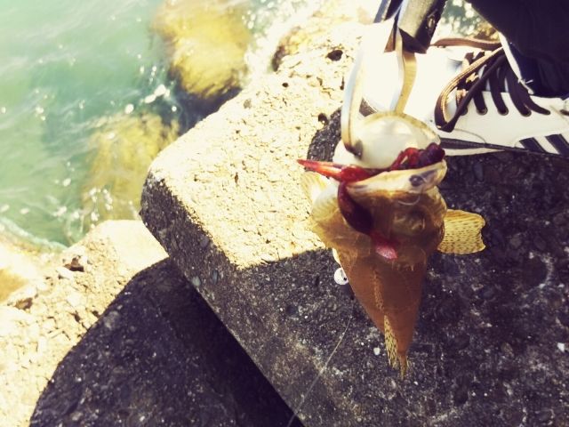 マゴチをルアーで釣りたい人必見 釣り方とおすすめルアーについて 釣り Go Tsuri ゴー釣り 釣りに行きたくなるwebマガジン