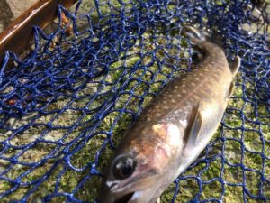 釣行記 天然のニジマスを釣るには北海道へ 釣り方のコツとオススメロッド 釣り Go Tsuri ゴー釣り 釣りに行きたくなるwebマガジン