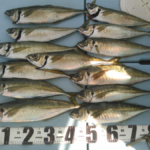 大アジ　釣果